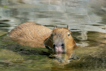 Сapybara (Hydrochoerus hydrochaeris)