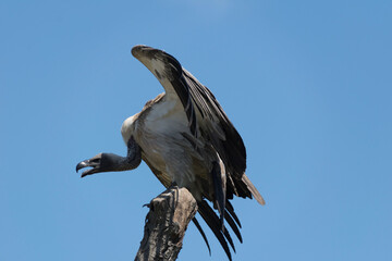 vulture in flight