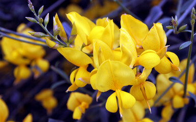 Obraz premium Yellow flowers on purple leaves