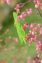 Insekten 23