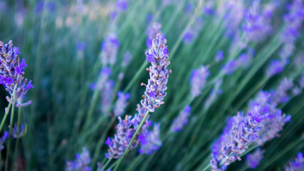 Obraz premium Lavender bunch