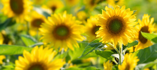 Fototapeta na wymiar Close up of sunflowers in a field of flowers.