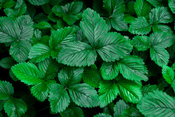 Fototapeta na wymiar Background of green strawberry leaves