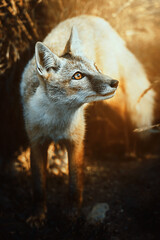 Naklejka na ściany i meble Corsac Fox (Vulpes corsac)in the sunset