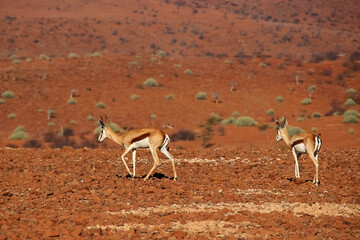 two impalas in the red semi desert of namibia, african wildlife scenes