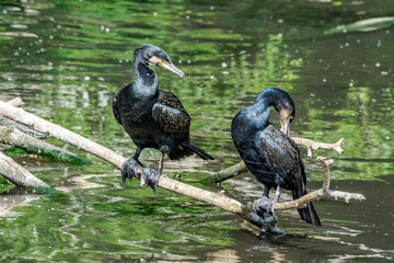 Great Cormorants (Phalacrocorax carbo) on pond