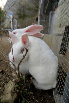 two cudling white rabbit