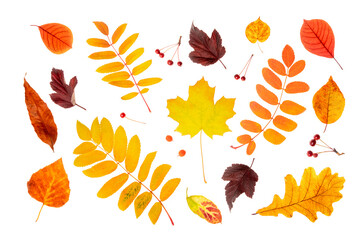 Set of natural autumn leaves and berry isolated on white background. Top view © IRINA