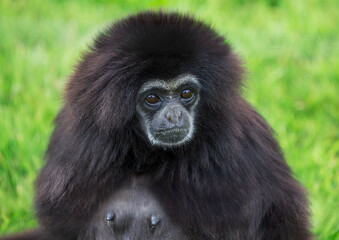 Portrait of sad looking Lar Gibbon, black