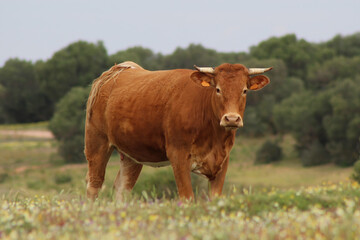 Cow in Donana National Park, Donana nature reserve. wetlands or marsh cow. Cow of Marshes