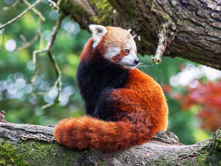 Red Panda sitting on a tree branch - Powered by Adobe