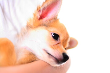 Obraz premium 犬 DOG