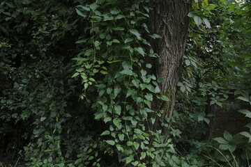 Green leaves on a tree