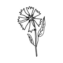 Floral doodle cornflower. Wild meadow flower. Hand drawn illustration.