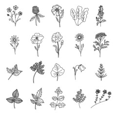 Floral doodle set. Garden plants and wild meadow flowers. Hand drawn illustration.