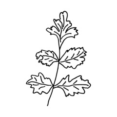 Floral doodle parsley leaf. Garden plant. Hand drawn illustration.