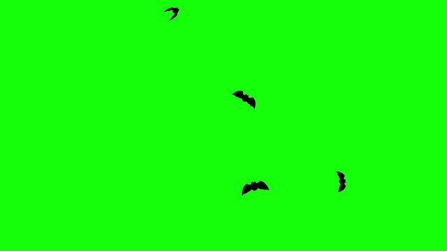Halloween motif flying bats animation movie (chroma key background)