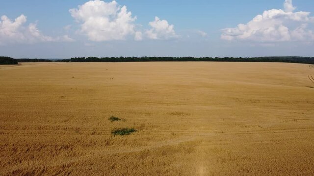 Drone view of wheet field 