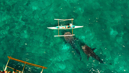 Tourists are watching whale sharks in the town of Oslob, Philippines, aerial view. Summer and travel vacation concept © Alex Traveler