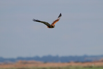 Western marsh harrier (Circus aeruginosus) in flight in Donana national park, Spain