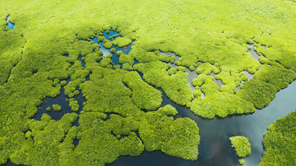 Tropical landscape with mangrove forest in wetland from above on Siargao island, Philippines.
