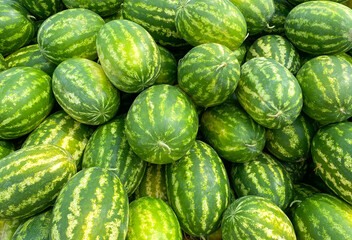Lots of juicy and ripe watermelons. Watermelons background. Healthy food.
