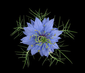 Jungfer im Grünen (Nigella damascena), Blüte, Blatt, Mittelmeerraum, Deutschland