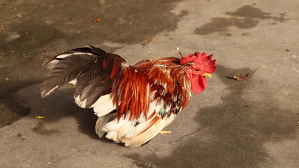 Bantam chickens Black fur with yellow hair on the neck Standing on a cement floor
