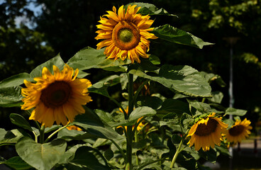 Słoneczniki © Dariusz Dziuda