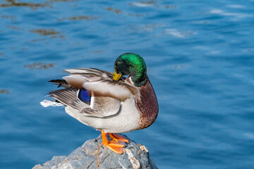 Mallard (Anas platyrhynchos) drake in park, Central Russia