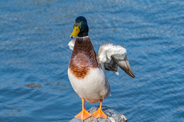Mallard (Anas platyrhynchos) drake in park, Central Russia