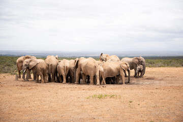 Obraz premium herd of wildebeest