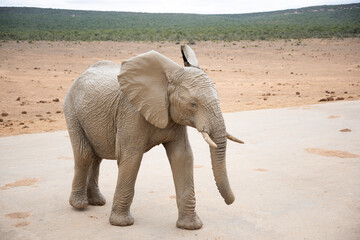 elephant