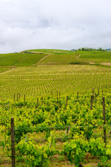 Fototapeta na wymiar Vineyards of Monferrato near Acqui Terme at springtime