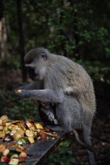 baboon sitting on a branch
