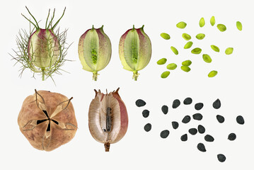 Jungfer im Grünen (Nigella damascena), Samenkapsel unreif und reif, Samen,  Bildtafel,...
