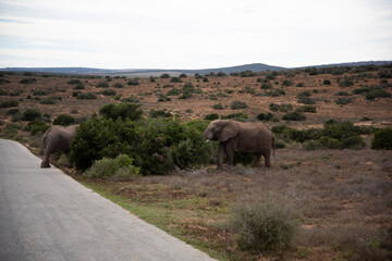 Naklejka na ściany i meble elephants in the savannah