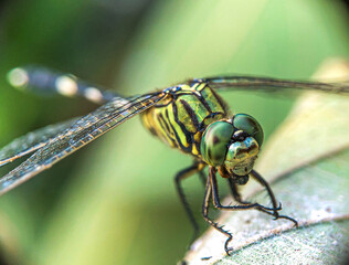 Macro shots, Beautiful nature scene dragonfly. Showing of eyes and wings detail. Dragonfly in the nature habitat using as a background or wallpaper.The concept for writing an article.
