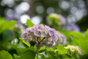 	初夏のあじさいの花　千葉県多古町　日本