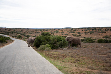 Fototapeta na wymiar elephants in the road
