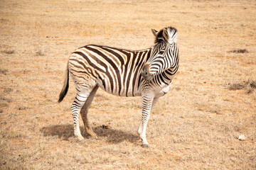 zebra in the wild