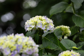	初夏のあじさいの花　千葉県多古町　日本