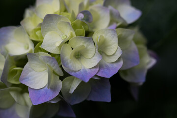 初夏のあじさいの花　千葉県多古町　日本