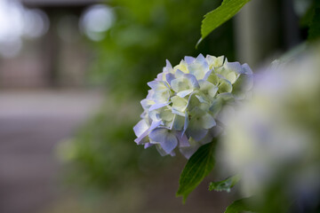 初夏のあじさいの花　千葉県多古町　日本