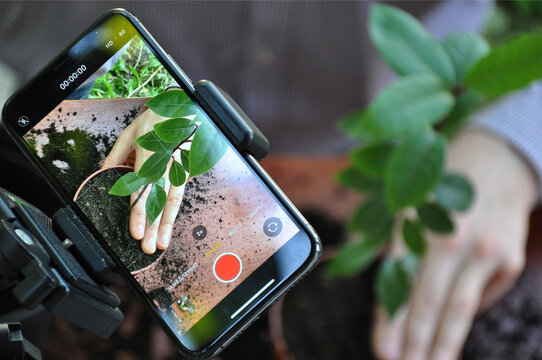A man takes photos and videos for his blog about a plant using a phone mounted on a tripod. Transplanting a houseplant into a new pot. Bay leaf. Man's hands. Master Class. Online training. 