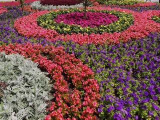 Kolorowe kwitnące kwiaty w ogrodzie - obrazy, fototapety, plakaty