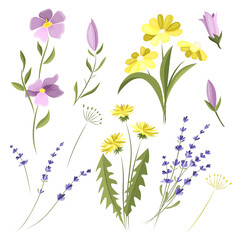 Vector set of wild flowers. Design elements. Meadow flowers. © Ольга Примачек