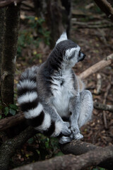 lemur on tree