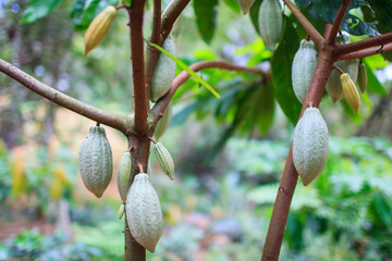 Organic Cacao growing in the farm