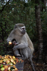 a long macaque